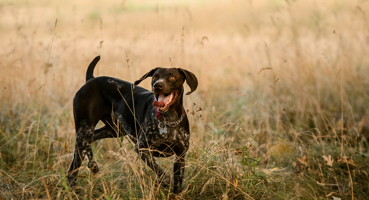Essential Care for Hunting Dogs