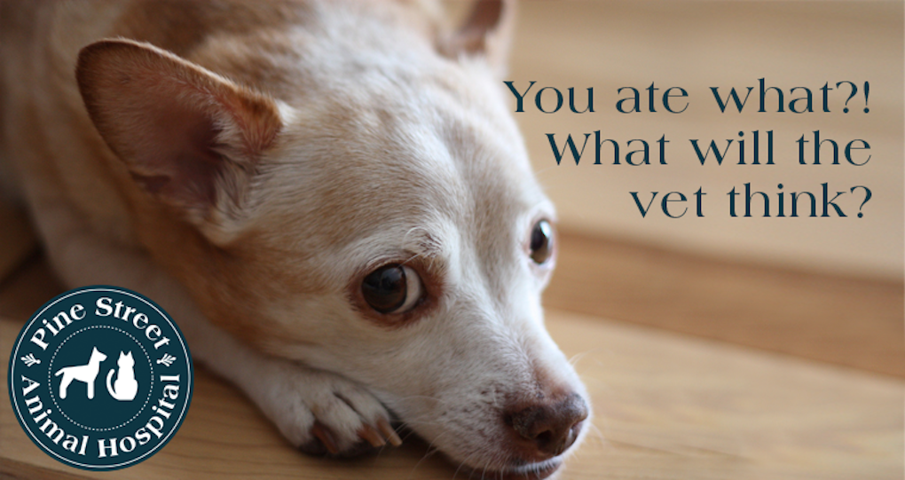 A Vet's List of the Strange Things Pets Eat | Pine Street ...