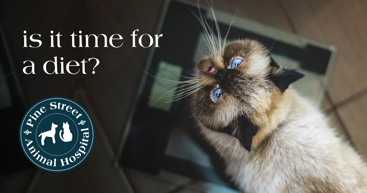 How (and why) to help your cat lose weight Pine Street Animal Hospital