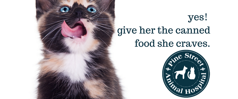 In Praise of the Can: A shift in vet-recommended cat food